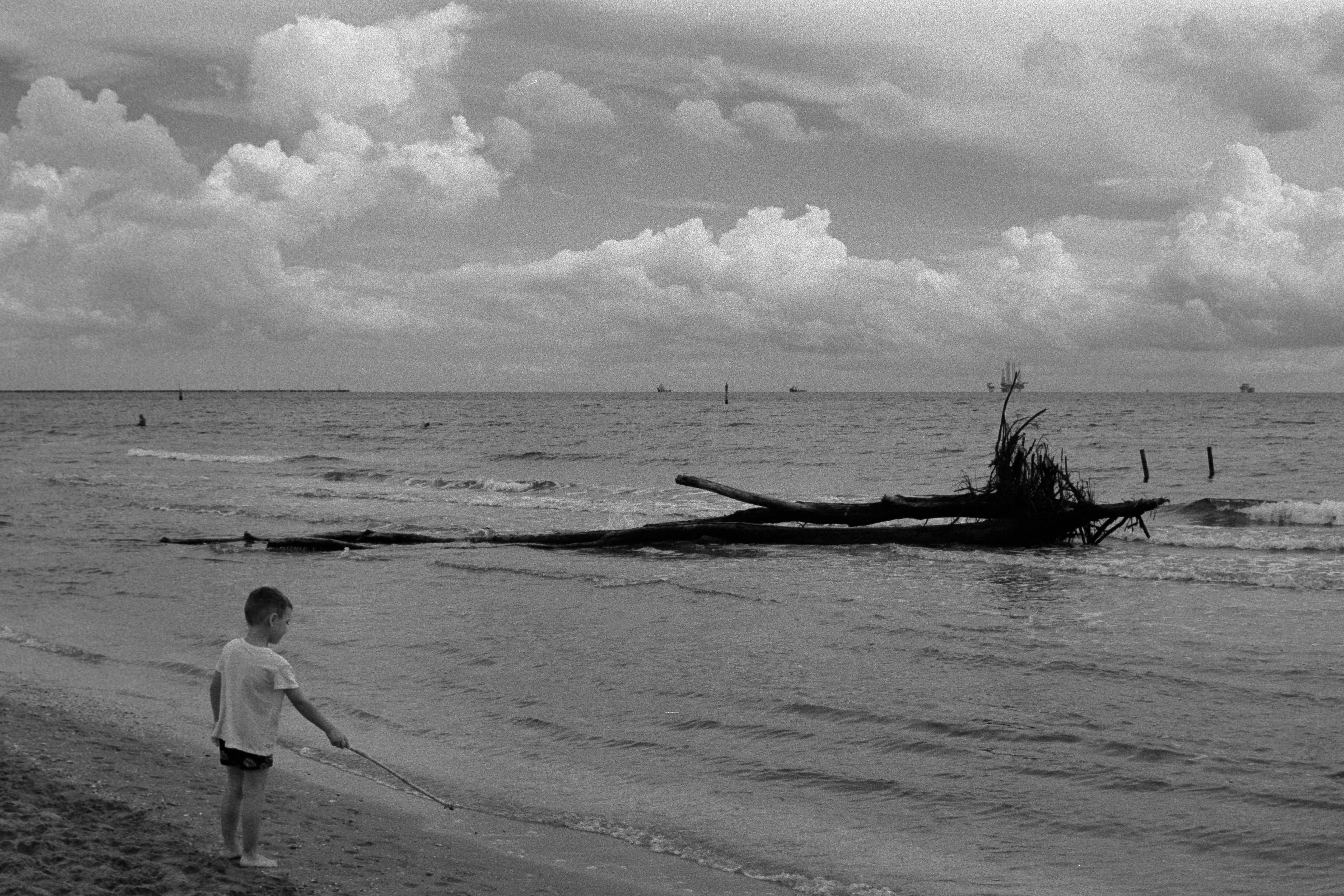 Driftwood Reverie